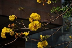 2026花卉植物赏析———黄花风铃木【2】