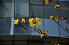 2026花卉植物赏析———黄花风铃木【2】