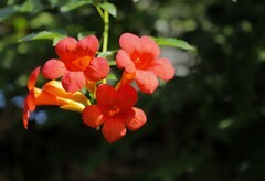 凌霄花(3)