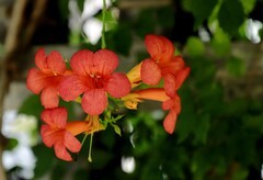 凌霄花(3)