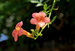 凌霄花(3)