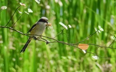 [26267] 东山湖公园的伯劳（4）