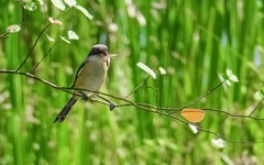 [26267] 东山湖公园的伯劳（4）