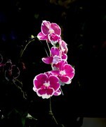 室内花卉（17）