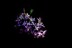 阳明公园——丁香花开