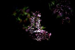 阳明公园——丁香花开