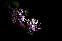 阳明公园——丁香花开