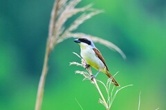 虎纹佰劳鸟