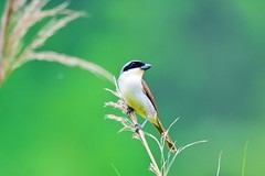 虎纹佰劳鸟