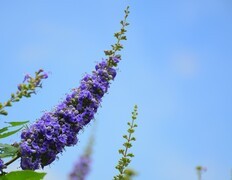 初夏的紫花。