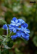 初夏的紫花。