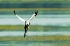 水雉的风采（28）