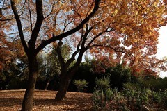 紫竹院秋韵之三（完）