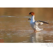 11月18日 普秋和红胸
