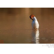 11月18日 普秋和红胸