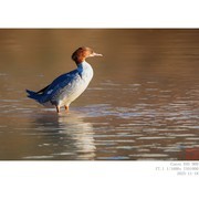 11月18日 普秋和红胸