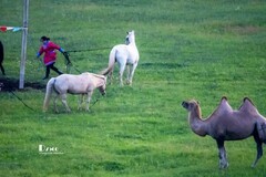 牧人迁徙（42）