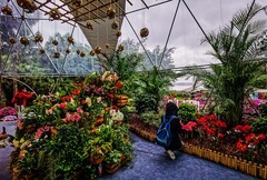 深圳仙湖植物园 掠影