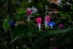 ?秋天里的牵牛花?—(暗光高感)