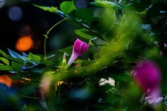 ?秋天里的牵牛花?—(暗光高感)