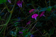 ?秋天里的牵牛花?—(暗光高感)