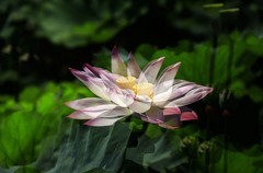 荷花 (62)