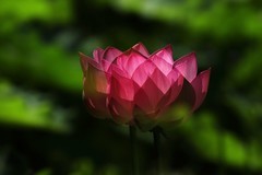荷花 (62)