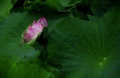 荷花 (62)