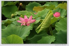荷花【丙午年-342】