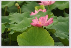 荷花【丙午年-342】