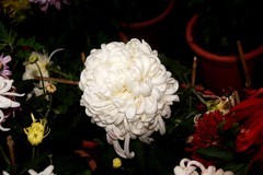 首义广场的菊花展！