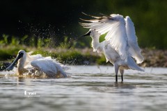 琵鹭嬉水（48）