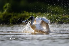 琵鹭嬉水（48）