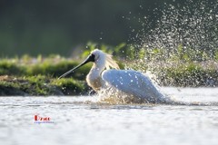 琵鹭嬉水（48）