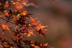 湖南南山县枫叶谷（二）