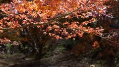 湖南南山县枫叶谷（二）
