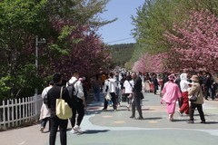 滨城游拍——旅顺樱花园（2025-4）