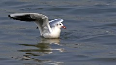 帆赛基地-红嘴鸥