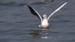 帆赛基地-红嘴鸥