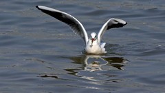 帆赛基地-红嘴鸥