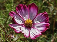 拍摄花卉一（912）