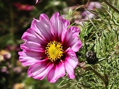 拍摄花卉一（912）