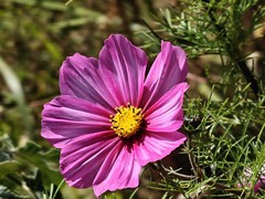 拍摄花卉一（912）