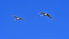 【视觉光影】美 丽 的 大 天 鹅 （55）