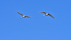 【视觉光影】美 丽 的 大 天 鹅 （55）