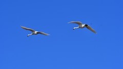 【视觉光影】美 丽 的 大 天 鹅 （55）