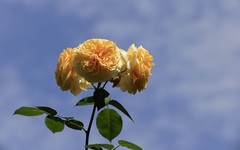 月季花(19)