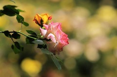 月季花(19)