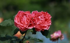 月季花(19)