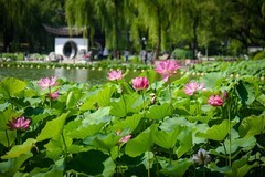 2025年第0441贴-夏日荷花拍（0703）